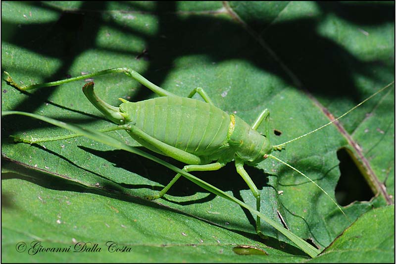 Pholidoptera griseoaptera e Poecilimon ornatus